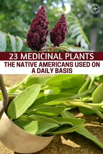 23 Medicinal Plants the Native Americans Used on a Daily Basis - There is never enough information when it comes to the way that a plant can heal you. You must first understand that the food we eat heals us as well as the herbs and wild plants we chop, simmer and mix into healing salves and various other medicines.