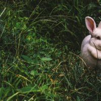 7 Things Rabbits Absolutely Hate (So Put These In Your Garden!) - This article is full of great ideas about how to deter these rabbits from coming into your yard. There are some great ideas in here