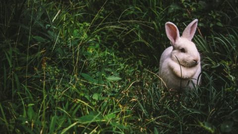 7+ Things Rabbits Absolutely Hate (So Put These In Your Garden!)