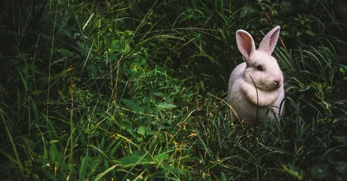 7 Things Rabbits Absolutely Hate (So Put These In Your Garden!) - This article is full of great ideas about how to deter these rabbits from coming into your yard. There are some great ideas in here