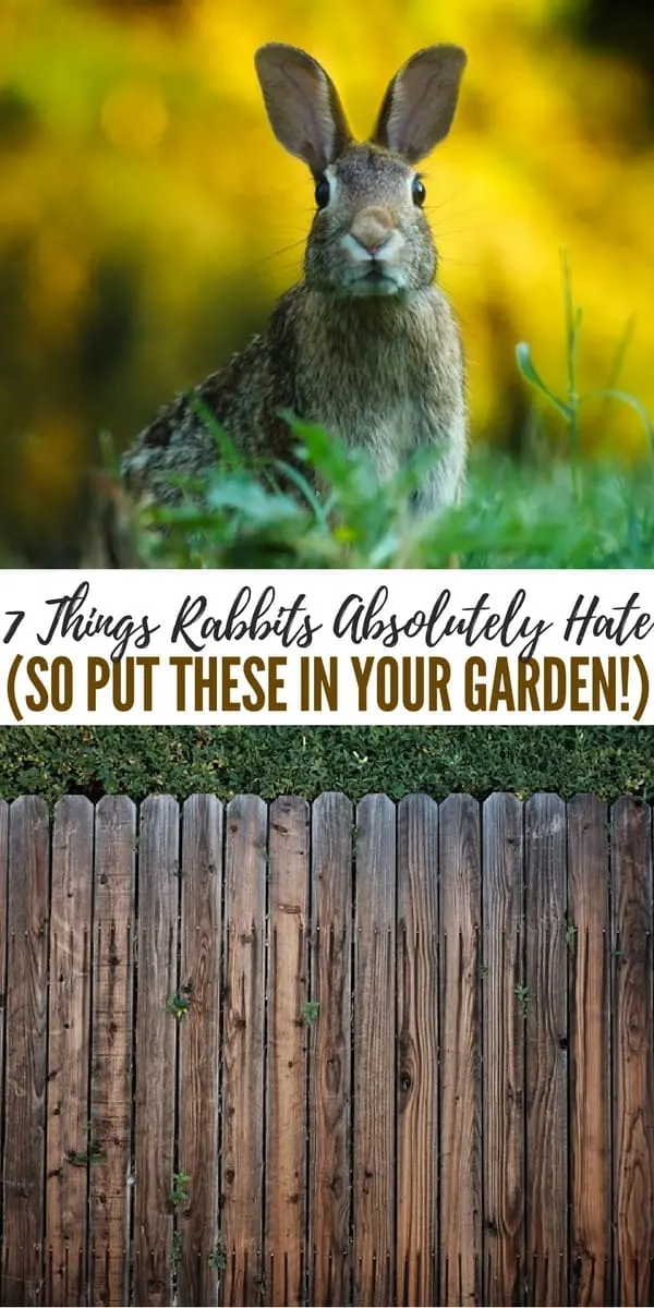 7 Things Rabbits Absolutely Hate (So Put These In Your Garden!) - This article is full of great ideas about how to deter these rabbits from coming into your yard. There are some great ideas in here
