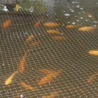 Everything You Need to Know to Start Your Own Aquaponics System - Aquaponics is an efficient integration of aquaculture and hydroponics in an automatic system that fuels growing plants and breeding edible fish altogether.