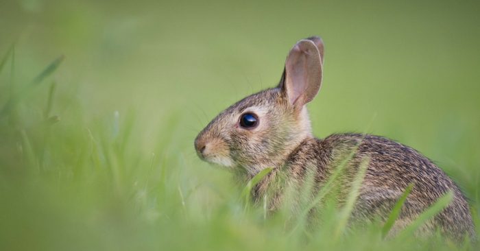Startup Guide To Keeping Meat Rabbits In Your Backyard