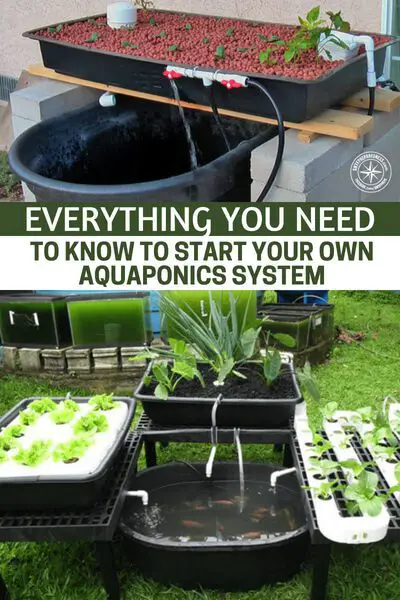 Everything You Need to Know to Start Your Own Aquaponics System - Aquaponics is an efficient integration of aquaculture and hydroponics in an automatic system that fuels growing plants and breeding edible fish altogether.