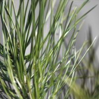 Homemade Pine Needle Cough Syrup - What if you were to discover one of the most potent cough suppressant and anti-inflammatory compounds is found in your backyard?