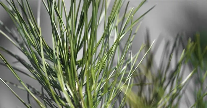 Homemade Pine Needle Cough Syrup - What if you were to discover one of the most potent cough suppressant and anti-inflammatory compounds is found in your backyard?