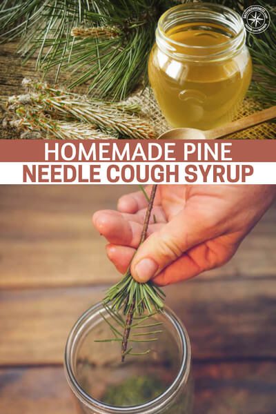 Homemade Pine Needle Cough Syrup - What if you were to discover one of the most potent cough suppressant and anti-inflammatory compounds is found in your backyard?