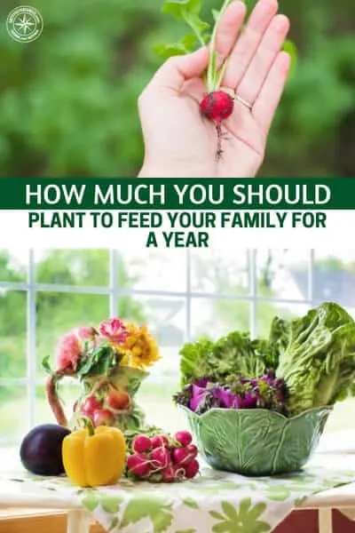 How Much You Should Plant To Feed Your Family For A Year - Think about how much your food your family would need to survive for a year if SHTF. Deciding how large your vegetable garden will be requires a number of factors; how many members, what types of vegetables they like and the ability to store the excess. This will help!