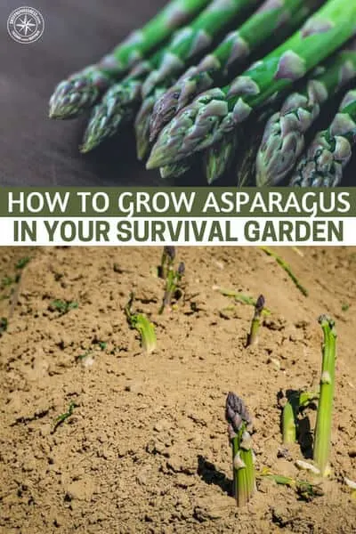 How To Grow Asparagus in your Survival Garden - Growing perennials is a sustainable, practical gardening technique that will provide you with food for years. But there are a few things you need to know about growing your asparagus crop like how to avoid pests, diseases and weeds, how to properly prepare the beds and ultimate how to harvest them.