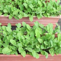 The 15 Best Container Vegetables To Grow - Once done with veggies you can start your own fruit garden as well.