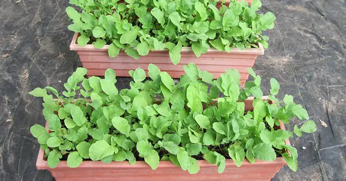 The 15 Best Container Vegetables To Grow 1 The 15 Best Container Vegetables To Grow - Once done with veggies you can start your own fruit garden as well.