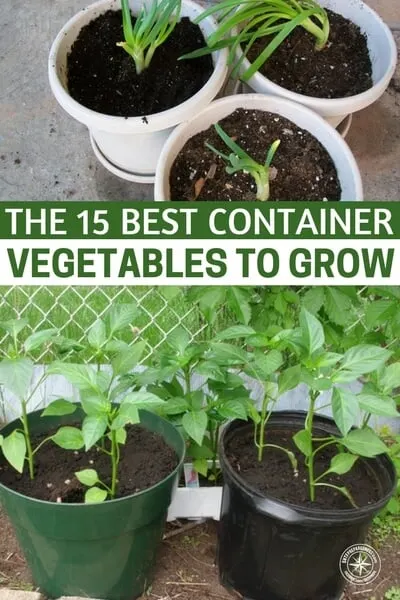 The 15 Best Container Vegetables To Grow - Once done with veggies you can start your own fruit garden as well.