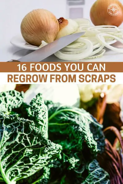 16 Foods You Can Regrow From Scraps - Become self sufficient and save a lot of cash by regrowing food from your scraps today! I do this all year round. I have literally saved thousands over years that I have been doing this!