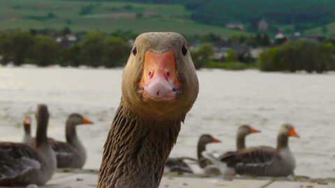 Goose as a Survival Game Meat