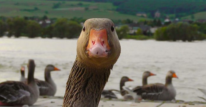 Goose as a Survival Game Meat - Many preppers and survivalists like the idea of snaring and hunting small game or even taking the occasional big game animal. My advice to you is to get to the water for protein. Not only will you have access to the fish in that water but the waterfowl are so comfortable around humans they will not be at a great distance nor hard to approach. Goose as a survival game meat may be one of the most overlooked options out there.