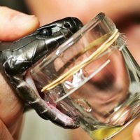 How to Survive a Venomous Snake Bite - This article talks about how to ID the snake the bites you and what do when the venom is coursing through your veins. Though that venom may not be deadly it could hinder you in such a way that wilderness survival could become an impossibility.