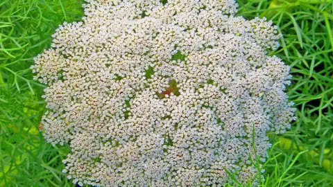Wild Edibles: Queen Anne’s Lace or Wild Carrot