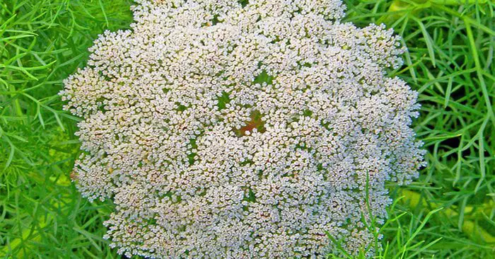 Wild Edibles: Queen Anne's Lace or Wild Carrot - You should be careful of wild carrot because there is a look a like called poison hemlock and it is dangerous. This stuff will ruin your day and even worse depending on how much you eat. The tops look very similar to wild carrot and the root is a white carrot shaped vegetable. Keep an eye out for wild carrot but be cautious of poison hemlock.