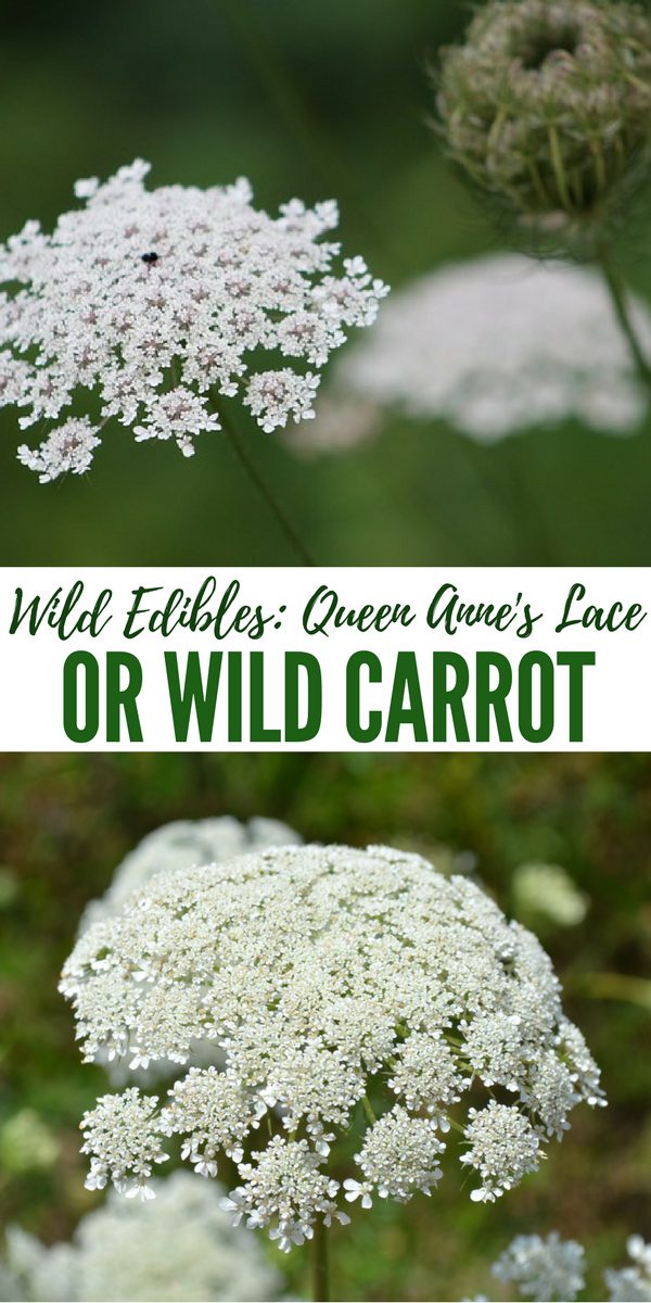 cut white t Anne's Wild Lace Edibles: Queen Wild or Carrot