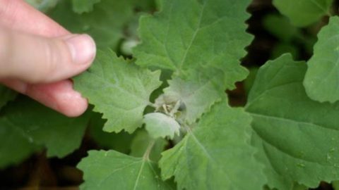 Foraging and Eating Lambsquarters