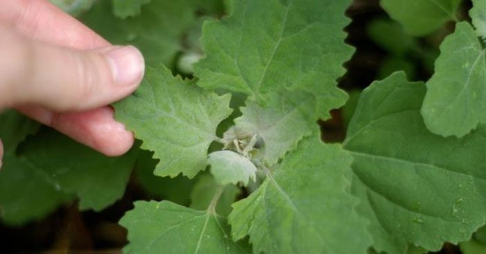 Wild Edibles Wednesday: Lambsquarters - This article talks about one of the most tasty wild edibles but one I am not proficient in finding. They are not hard to spot and I get them every once and a while but for the most part I don't eat these when I am hungry in the wild. Its a goal.