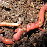 Worm Farming with John Moody - One of the most important parts of worm farming is to get those great worm castings that are like garden steroids. They are gold for your soil. Of course, you have to have a method to separate out the castings from the rest of your worms and their living environment.