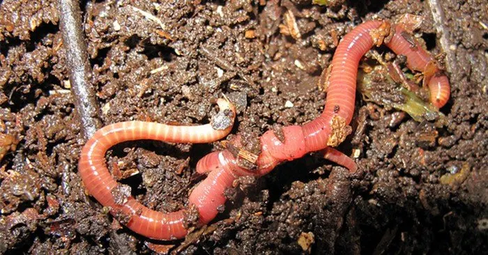 Worm Farming with John Moody - One of the most important parts of worm farming is to get those great worm castings that are like garden steroids. They are gold for your soil. Of course, you have to have a method to separate out the castings from the rest of your worms and their living environment.