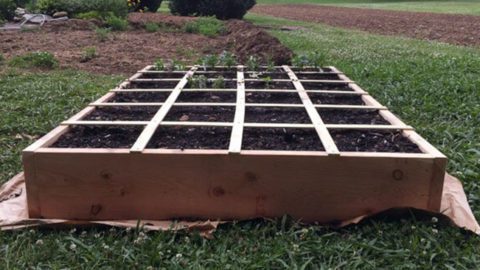 How to Build a Simple Raised Bed