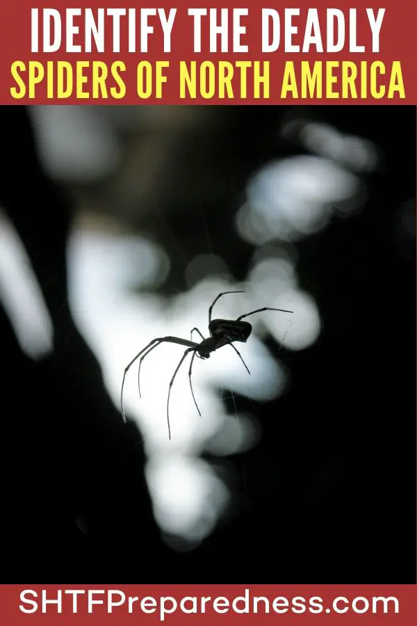 How To Identify Spider Bites And Treat them - The hobo spider likes it out west. The black widow has been found in every state except Alaska. Please always seek professional help from a licensed practitioner if you suspect you have been bitten by a spider.
