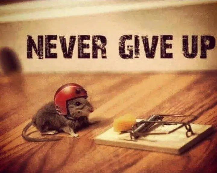 never give up