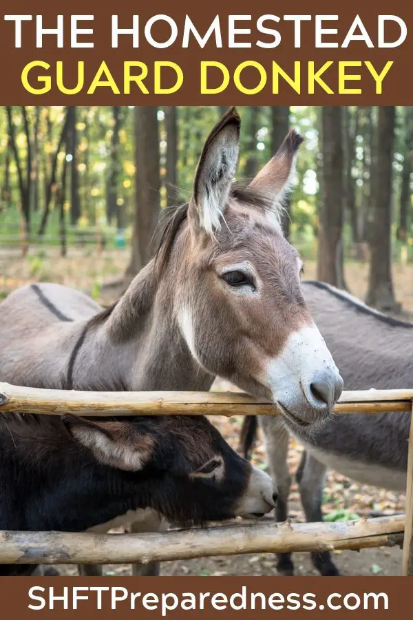 The Homestead Guard Donkey - Not only does the article break down the many reasons a guard donkey makes sense it also lists reason why a guard donkey is better than a guard dog, on the homestead. The author goes as far as what come out of the back end of the donkey and how it offers benefits to homestead.