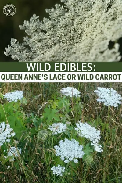 Wild Edibles: Queen Anne's Lace or Wild Carrot - You should be careful of wild carrot because there is a look a like called poison hemlock and it is dangerous. This stuff will ruin your day and even worse depending on how much you eat. The tops look very similar to wild carrot and the root is a white carrot shaped vegetable. Keep an eye out for wild carrot but be cautious of poison hemlock.