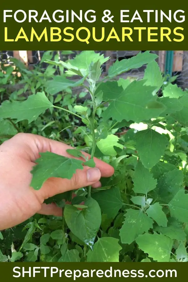 Wild Edibles Wednesday: Lambsquarters - This article talks about one of the most tasty wild edibles but one I am not proficient in finding. They are not hard to spot and I get them every once and a while but for the most part I don't eat these when I am hungry in the wild. Its a goal.