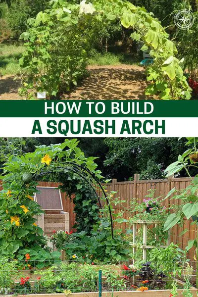 How To Build a Squash Arch - You can build many of these that provide a beautiful garden structures that produces amazing squash and won't break the bank! I will be doing this project this year as I am growing butternut squash for the first time.