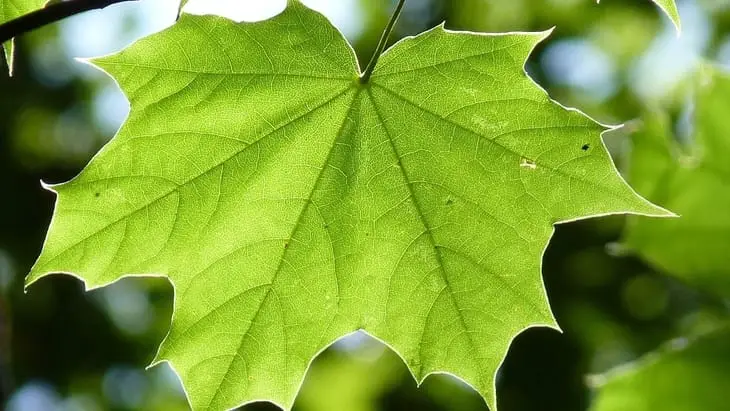 soft green maple leaves as a toilet paper alternative