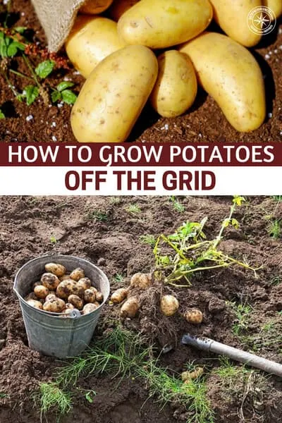 How To Grow Potatoes Off The Grid - When living off the grid, potatoes should be a major storage crop grown in your garden. They’re not difficult to grow, taste delicious, and are packed with energy. Keep in mind that there are tons of ways to learn how to grow potatoes (some of which are easier than others).