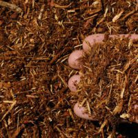 How to Make and Get Free Mulch - This article offers some great advice on the subject of mulch. It offers great ideas for items to be used as mulch. What I really enjoyed about this article are the many ways the author gets his mulch for free. There is only one thing better than mulching your plants and that's using free mulch to do it.