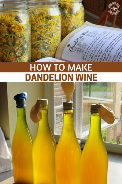 How To Make Dandelion Wine - Dandelions are weeds that grow pretty much anywhere, for years I always thought of them as annoying weeds that just grew where ever they liked, ruining my lush green lawn. now I am a prepper, I have changed my mind... you can eat them, make tea with them and like this post, make wine with them.