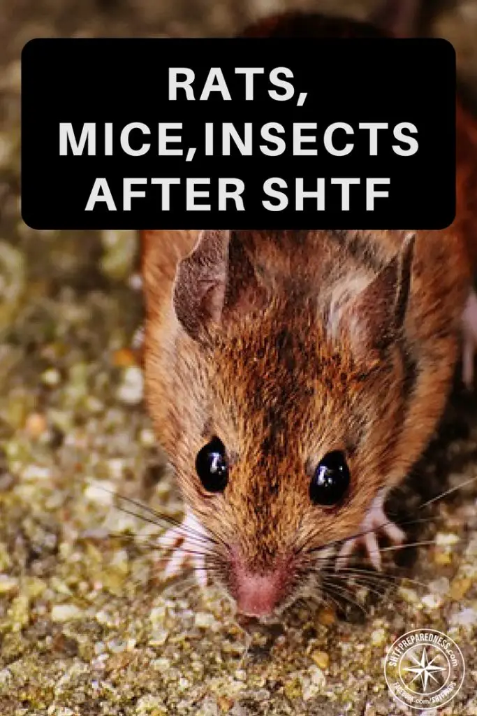 Rats Mice Insects After SHTF What To Do About It