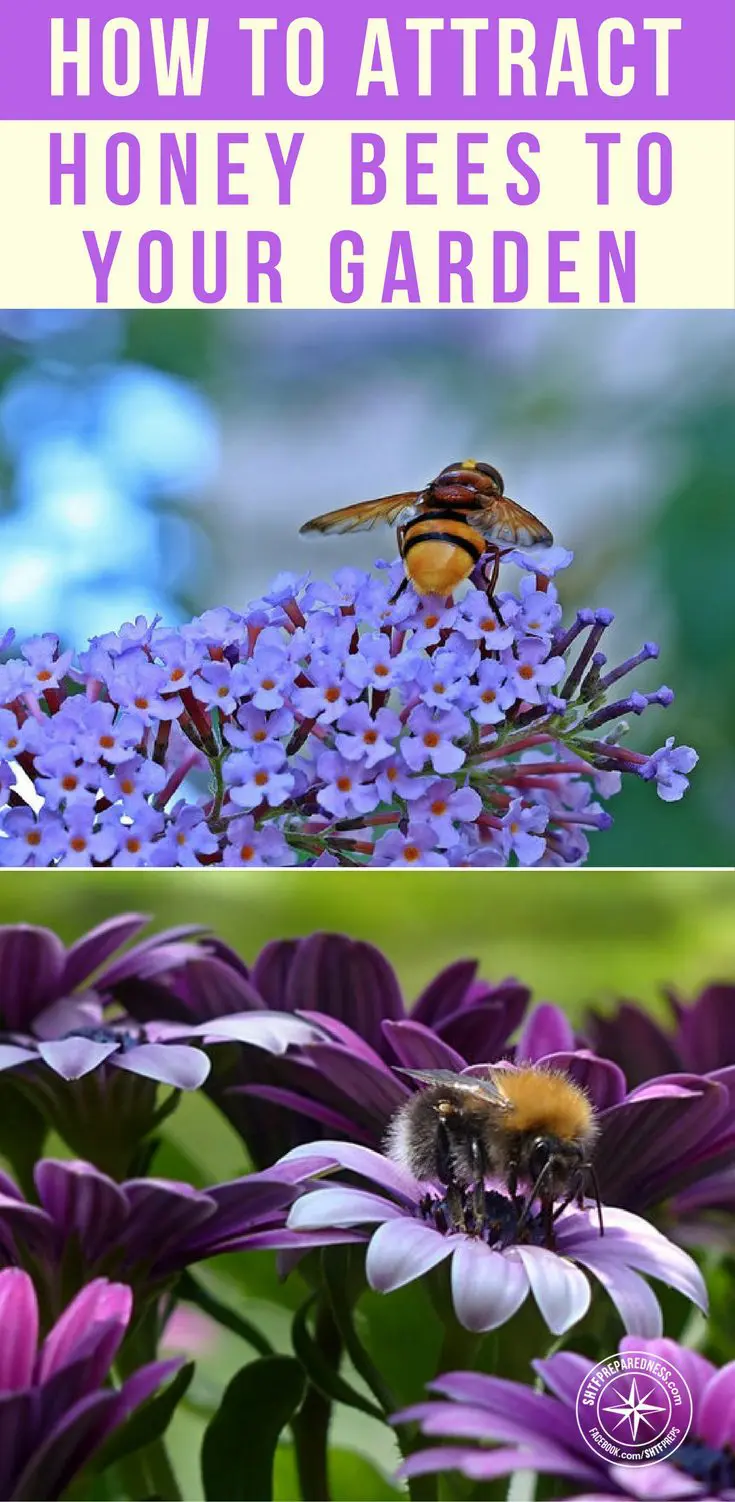 How To Attract Honey Bees To Your Garden