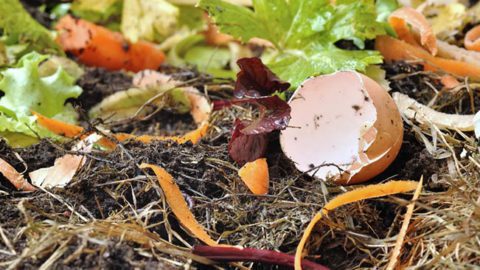What Should Not Be Put in Your Compost