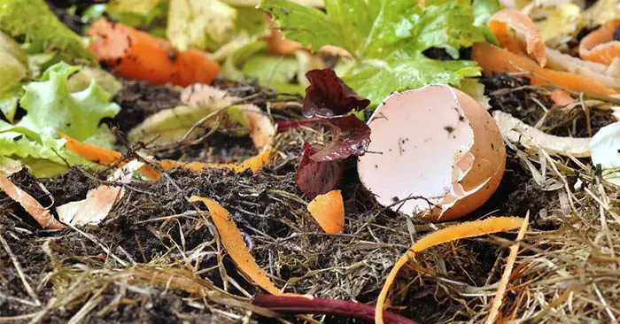 What Should Not Be Put in Your Compost 1 What Should Not Be Put In Your Compost - People around the world now want to reduce their carbon footprint. What better way than to recycle waste and give back to the earth.