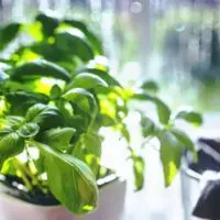 10 Potent Plants That Kill Pain Fast - There is a collection of pain relievers growing in the world around us. The best part about these plants in particular is that they can be grown in your own herb garden.