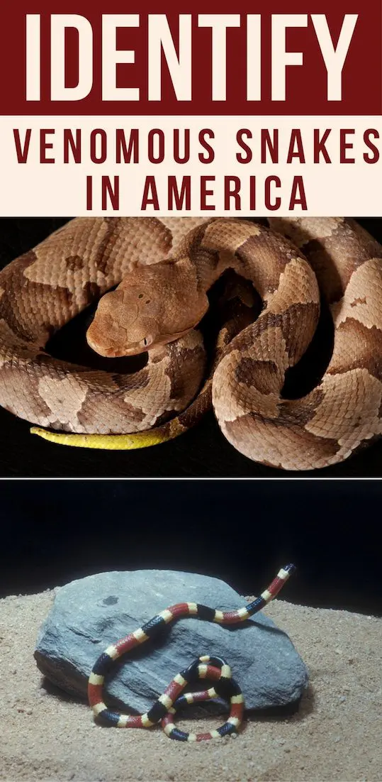 How to Identify Venomous Snakes in America -- When you are walking through the woods and feel something slither under your foot, you probably panic. A snake can catch anyone off guard, whether it is nestled under leaves or rocks or in plain sight.