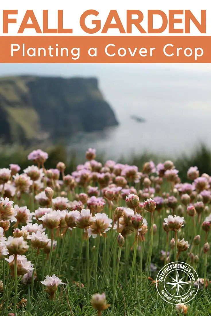 Plant a Fall Garden Cover Crop