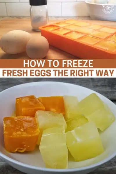 How To Freeze Fresh Eggs The Right Way - If you have neighbors you can sell them too that's great but a lot of us can't sell them or don't want too. So the next logical step is to try and preserve them so they last months not weeks.