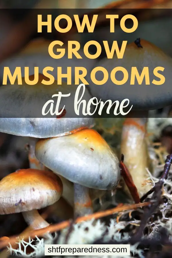 Ever wondered if you could grow mushrooms from a kit? Learn how to create your own mushroom kit for big savings, and then grow mushrooms at home. #mushroomkit #growmushrooms #survival #preparedness #homesteading #mushrooms