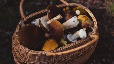 How To Grow Mushrooms At Home –  Fun And Nutritious!