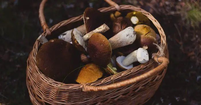 How to Grow Own Mushroom at Home - Mushrooms are fleshy bodies of Kingdom Fungi that can be found growing on mossy bark of trees as well as the shady soil under the umbrage of some trees since they prefer damp and dark areas. Unlike other green plants that make their own food through the process of photosynthesis. Mushrooms get nutrients and energy from metabolizing dead and decaying organic matter or by simply absorbing nutrients from living plant root