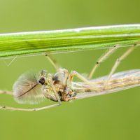 How To Kill Thousands Of Mosquitoes In Your Backyard Every Night - Not only are mosquitoes one of the most annoying things in the world they are also carriers of incredibly dangerous diseases. The thing we forget about management of mosquitoes is that they are poisoned in mass all the time by our local governments.